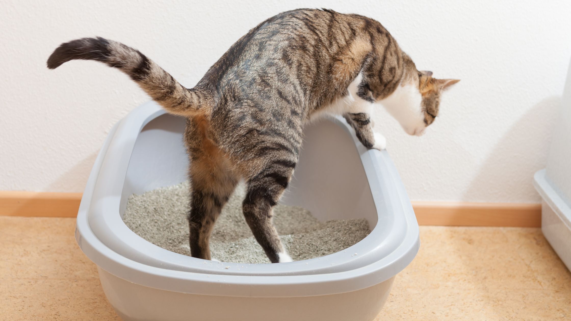 おしゃれ!猫トイレおすすめ20選。インテリアに馴染む＆トイレカバー